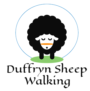 Duffryn Sheep Walking Sheep Walking Caerphilly Wales