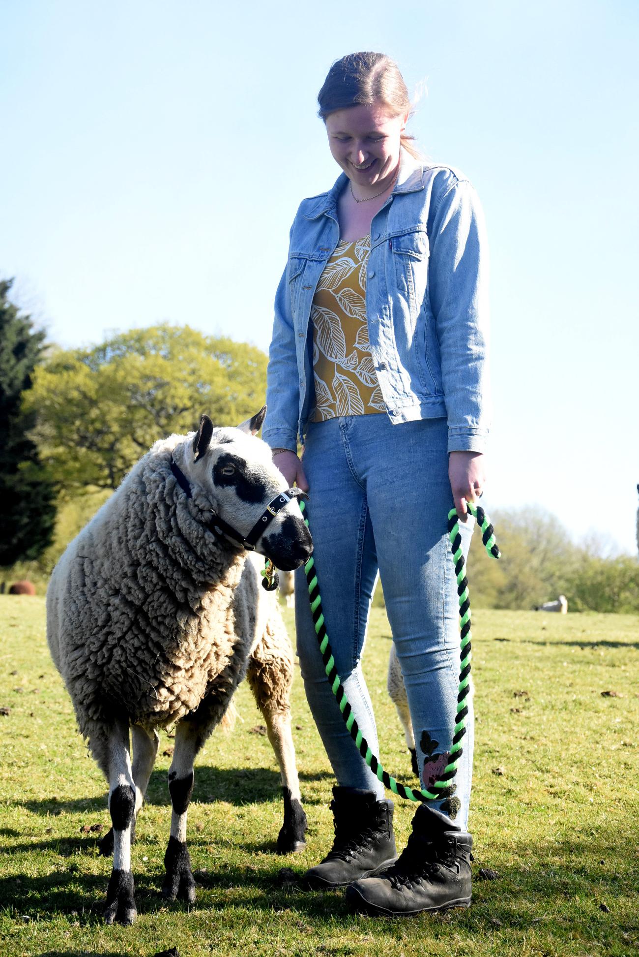 Meet Our Sheep | Duffryn Sheep Walking in Caerphilly, Wales gallery image 3