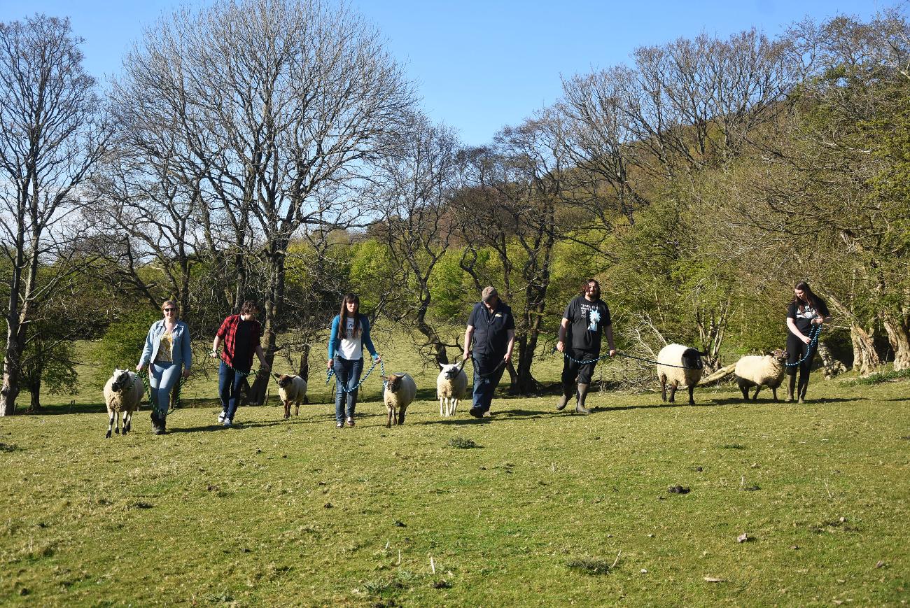 Meet Our Sheep | Duffryn Sheep Walking in Caerphilly, Wales gallery image 17