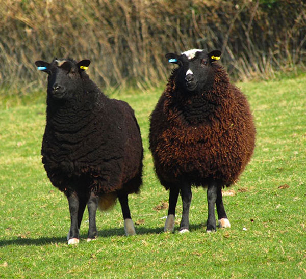 Meet Our Sheep | Duffryn Sheep Walking in Caerphilly, Wales gallery image 2