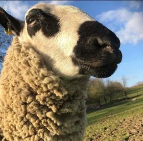 Blaze, available for Sheep Walking in Caerphilly and Wales